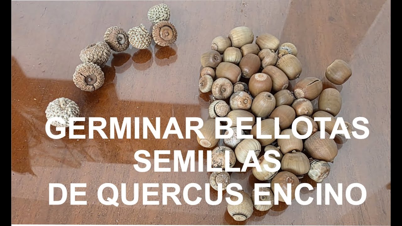 Metodo de germinar semillas bellotas de encino quercus para plantarlos en el cerro de la beata