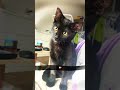 Hades Void I #cat #kitty #rizz