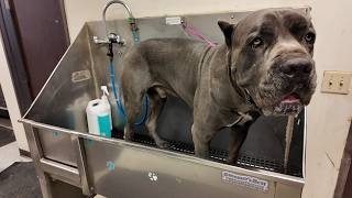 Bathing a 150lb Cane Corso