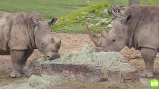 San Diego Zoo and Safari Park during COVID-19 closure
