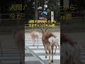 横断歩道を人間と一緒に渡る鹿。　#shorts #奈良の鹿 #japan #deer #奈良公園