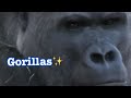 Gorillas in action Special 🔆💠 Gorillas In Southern California USA💎 素敵なゴリラ特集💎🔆　南カリフォルニア　アメリカ