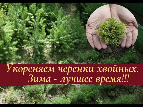 Укореняем черенки хвойных. Зима - лучшее время!
