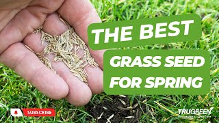 WHAT'S THE BEST GRASS SEED TO USE IN SPRING?