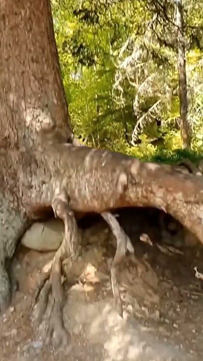 Download lagu This Tree Can Actually Walk #tree #facts #expose