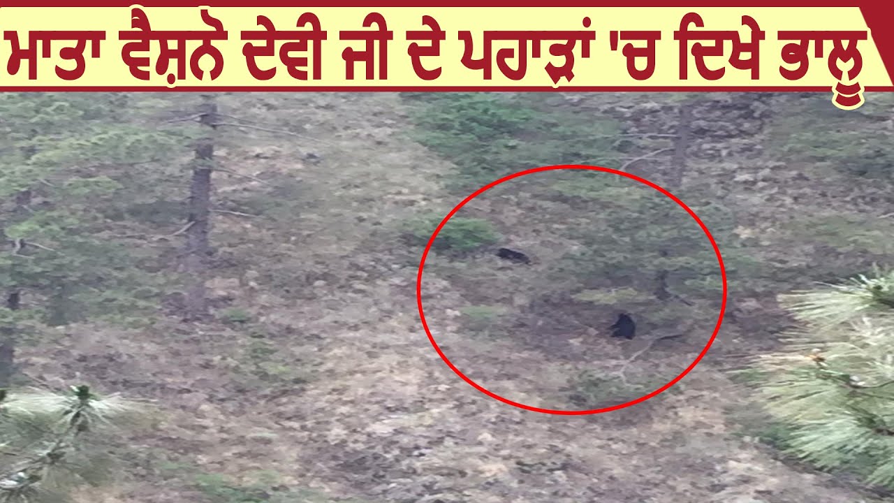 Super Breaking: Shri Mata Vaishno Devi Ji के पहाड़ों में देखा गया भालू