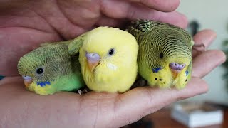 Muhabbet Kuşu Yavruları Kuş Odası Vlog