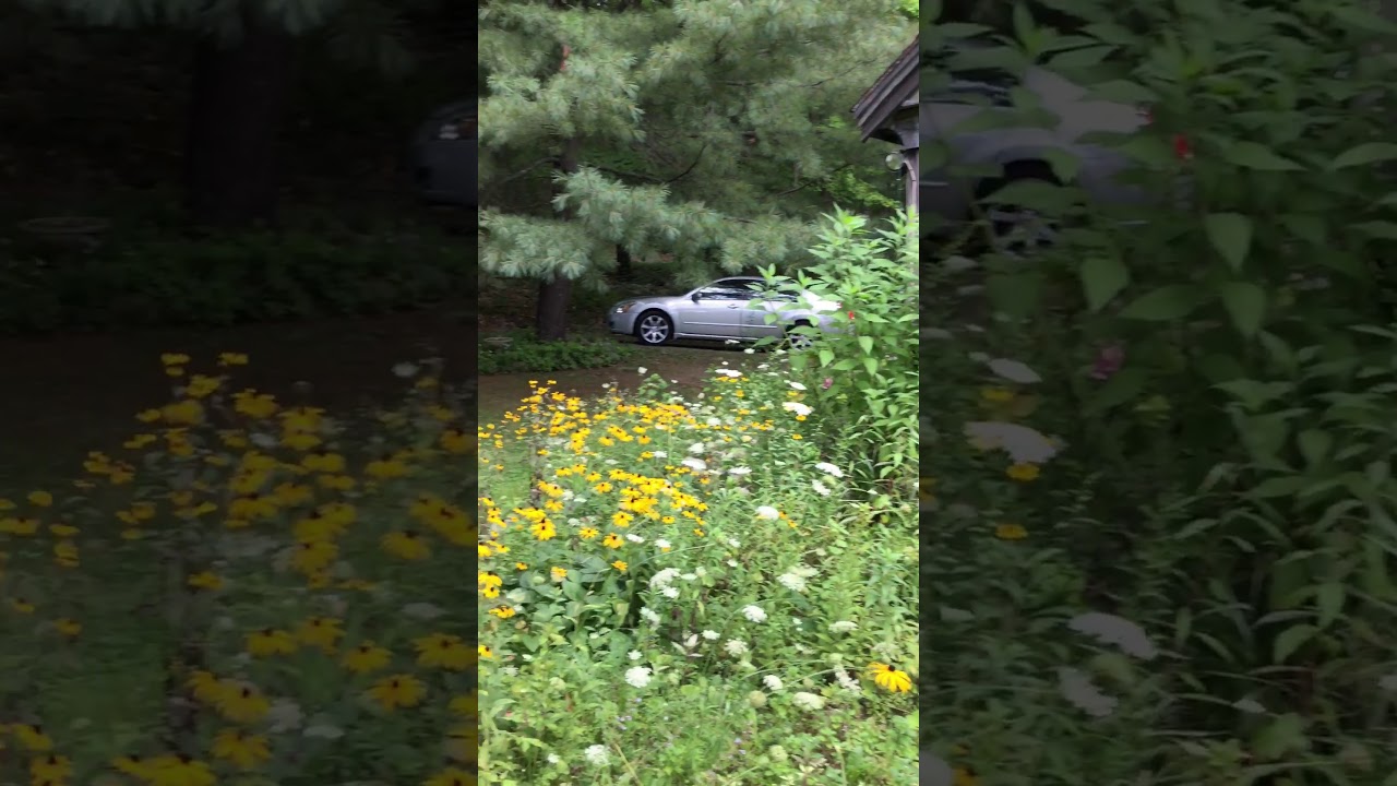 "Belle" at Wings' Castle Cottage