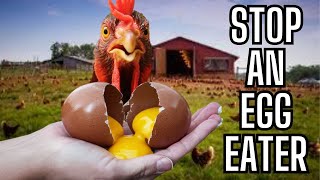 How To Stop An Egg Eater! Do this One Thing to Stop Your Chickens from Wasting Your Eggs! Farm Life