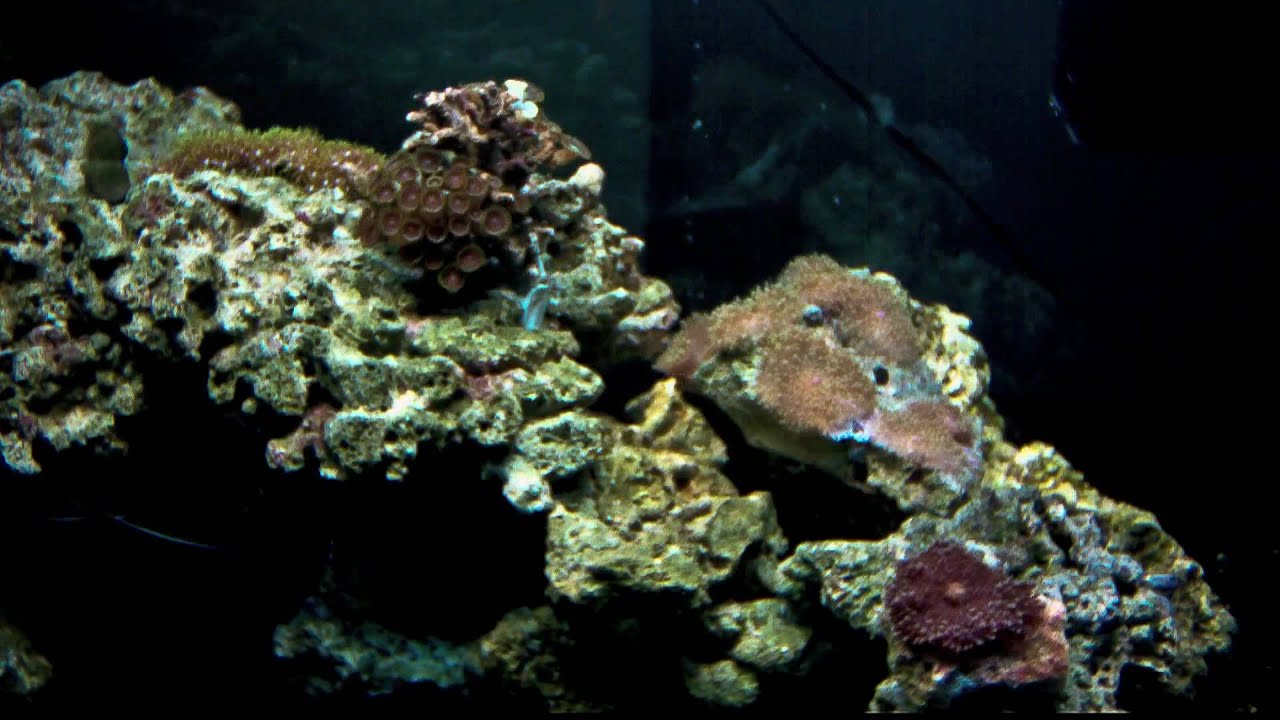 Corals captured by PlantCam
