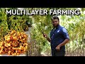 What is multi layer farming? || this will change india’s future || farming engineer ||