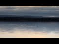 Northern loon calls loons on lake champlain