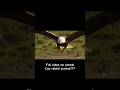 Too fast from the sky… 🦅⚡ #wildlifeentertainment #animals #animalattack #nature