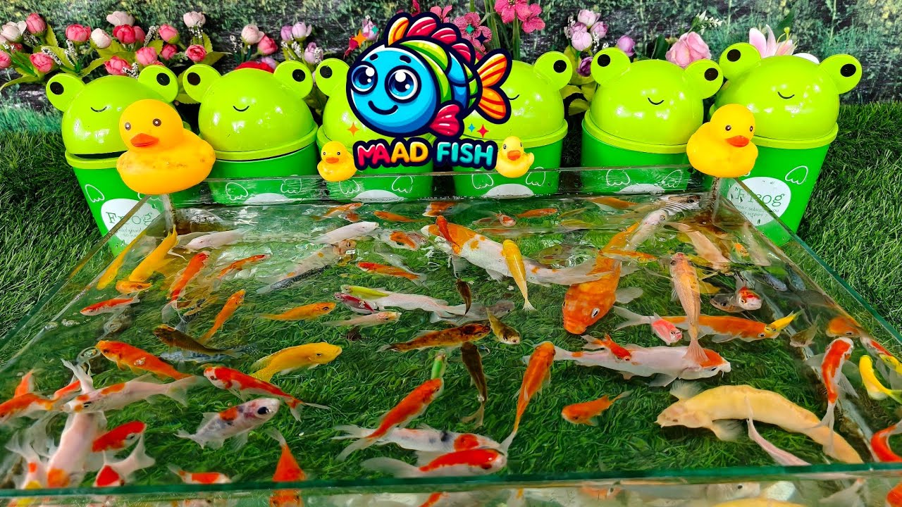 unboxing ikan hias warna warni ada ikan cupang, ikan lele, ikan mas koki, ikan layang, ikan koi