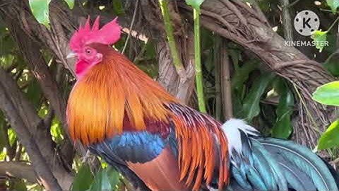 Qaib f2 noob tuaj zoo  tsib cuaj ibpeb  pebib cuaj tsib