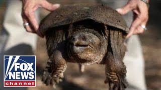 Idaho science teacher accused of feeding puppy to turtle