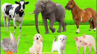 Farm Animal Life: Goat, Rabbit, Duck, Ostrich, Sheep, Chicken, Cat, Dog – Animal Sounds screenshot 4
