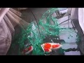 錦鯉2018　仔採り（紅白）