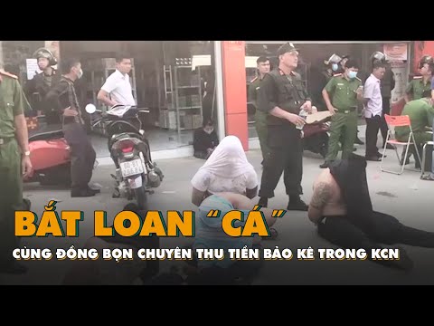 Video Bắt Loan 'cá' cùng đồng bọn chuyên thu tiền bảo kê... - youtube