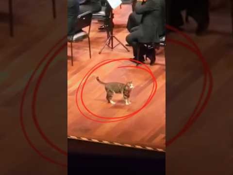 Кот выбежал прямо на сцену! #животные #природа #смешно #кот #питомцы