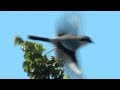 PBS Show Nesting Shrikes, Beautiful Butterflies &amp; Outdoor Families, #2612