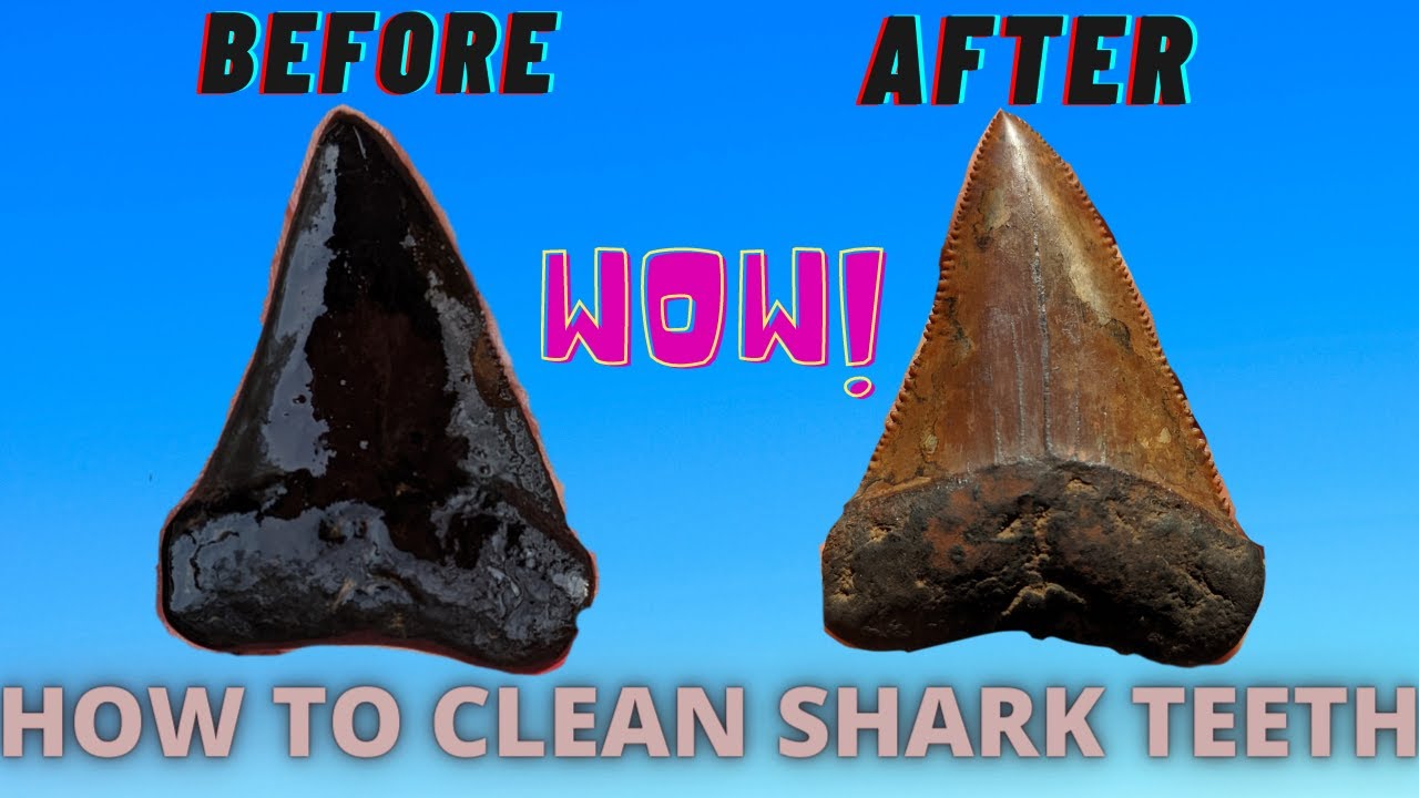 How To Clean Shark Teeth By Hand