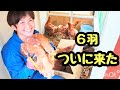 人生が変わる日。６羽のにわとりを迎えました。