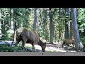 2022  Trail Cams EP  1