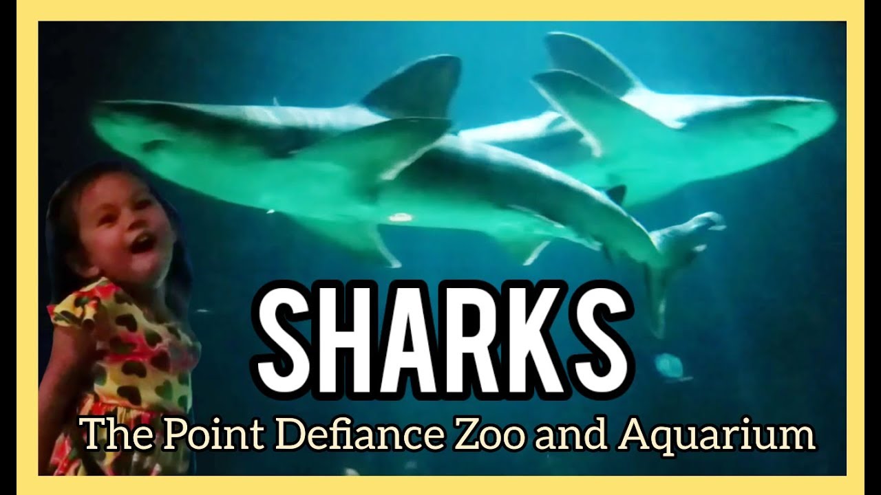 Sharks at Point Defiance Zoo and Aquarium YouTube