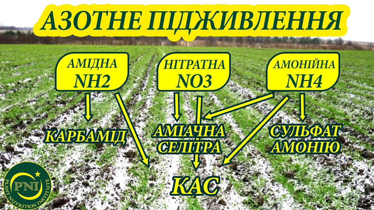 Весняне підживлення озимих азотом 2022: ВИБІР ДОБРИВ (карбамід, селітра, КАС, сульфат амонію)