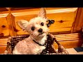 #dogs #furbaby BAILEY -RAE,  playing with her little tennis ball my #angel