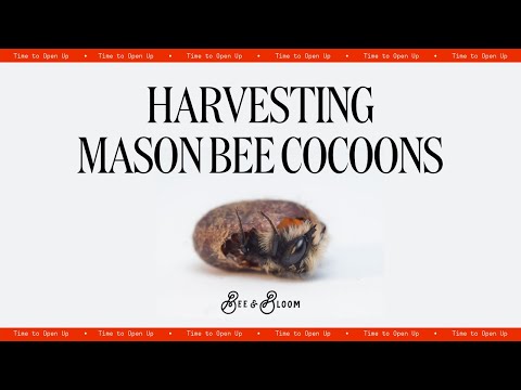 How to Harvest & Store Mason Bee Cocoons
