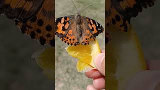 Butterfly Festival 🦋 Mariposa Fair grounds May1st - 3rd 2026 