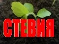 СТЕВИЯ ЗАМЕНИТЕЛЬ САХАРА! Как вырастить стевию из семян? Как выращивать стевию в домашних условиях?