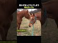 思わずほっこりしてしまう馬のカップル