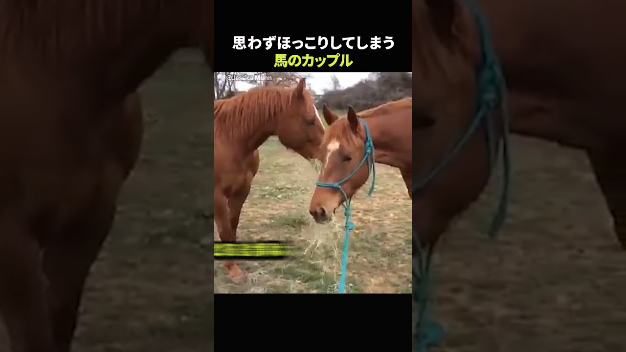 思わずほっこりしてしまう馬のカップル