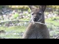 Speed dating chez les wallabies