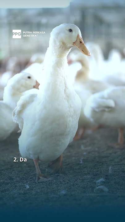 WAH! Ini Alasan DOD GUNSI Memiliki Genetik Terbaik #Poultry #Breeding #DOD #Bebek #BebekHibrida