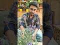 How to care for Lavender