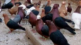 Best Fancy Pigeon Breeds & pigeon farm - Breeding fancy pigeons