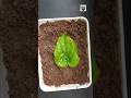 How to grow betel leaf plant from single leaf    shorts short short.