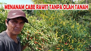 Panduan Menanam Cabe Rawit di Lahan Tanpa Olah Tanah dari Awal sampai Panen