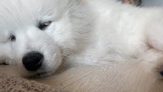 A day of cute samoyed puppy (polar bear)