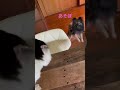 #けいきち #cat #ねこ #shorts