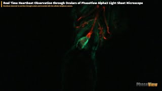 Real Time Heartbeat Observation through oculars of PhaseView Alpha3 Light Sheet Microscope