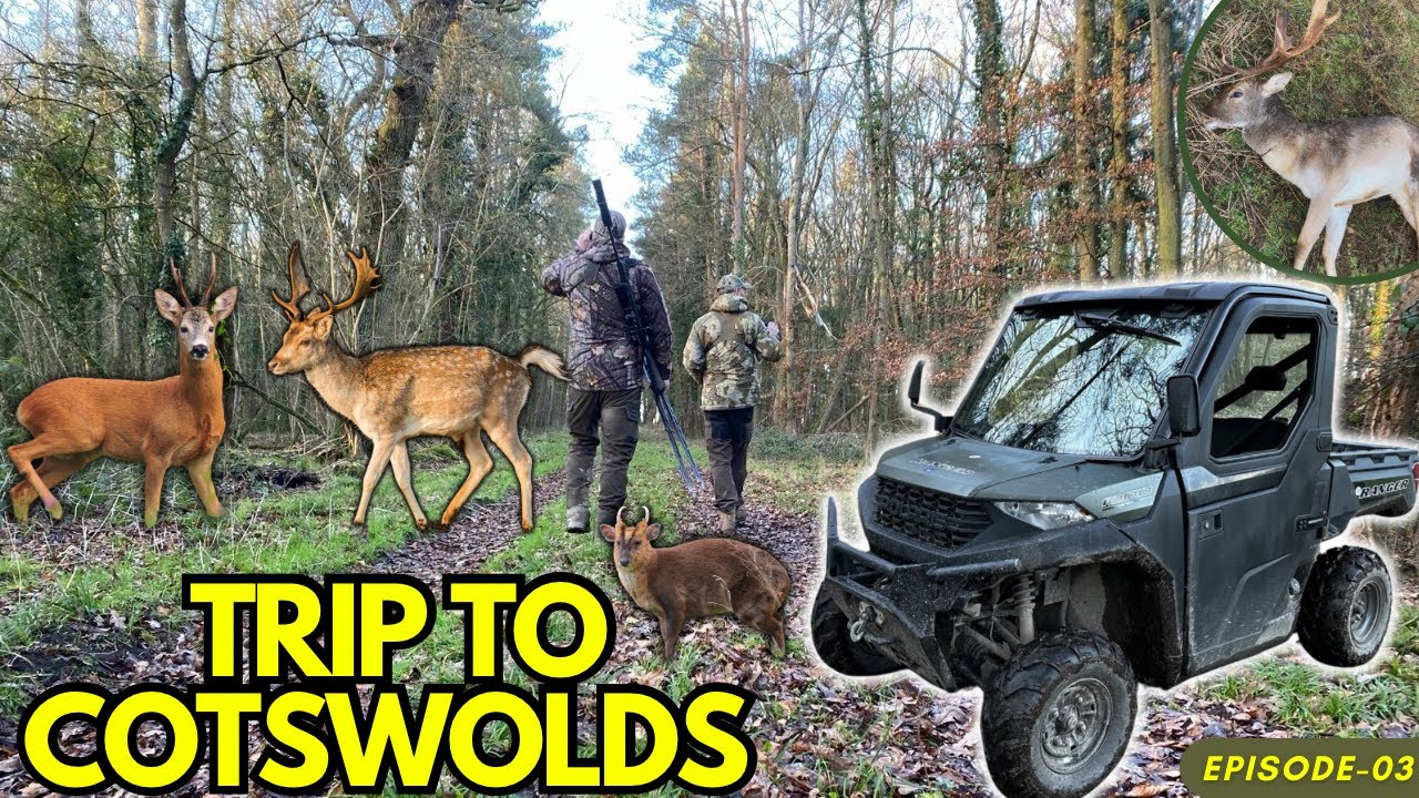 Deer Management In The Cotswolds | Fallow | Roe | Muntjac