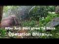 Operation Bhira Part 01 | After anti Dart injection given to Elephant Bhira