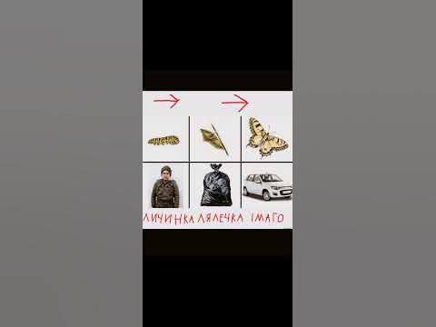 життєвий цикл метелика і " лади " - YouTube