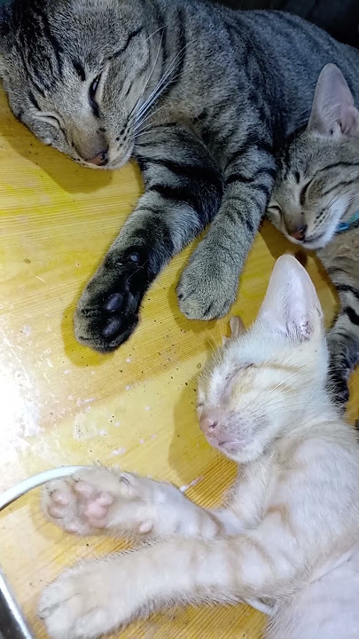 three sleepy heads 😺🐱😹