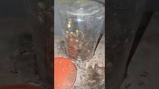 Caltu ( Calon Ratu ) Semut Rangrang
